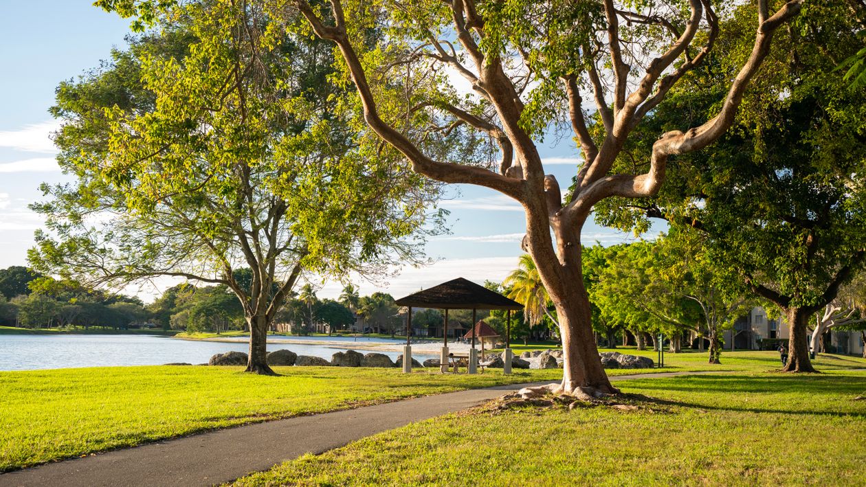 Peaceful Park Scene with Sunlit Trees · Free Stock Photo
