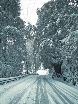 A serene snow-covered road lined with frosted trees in Himachal Pradesh, India.