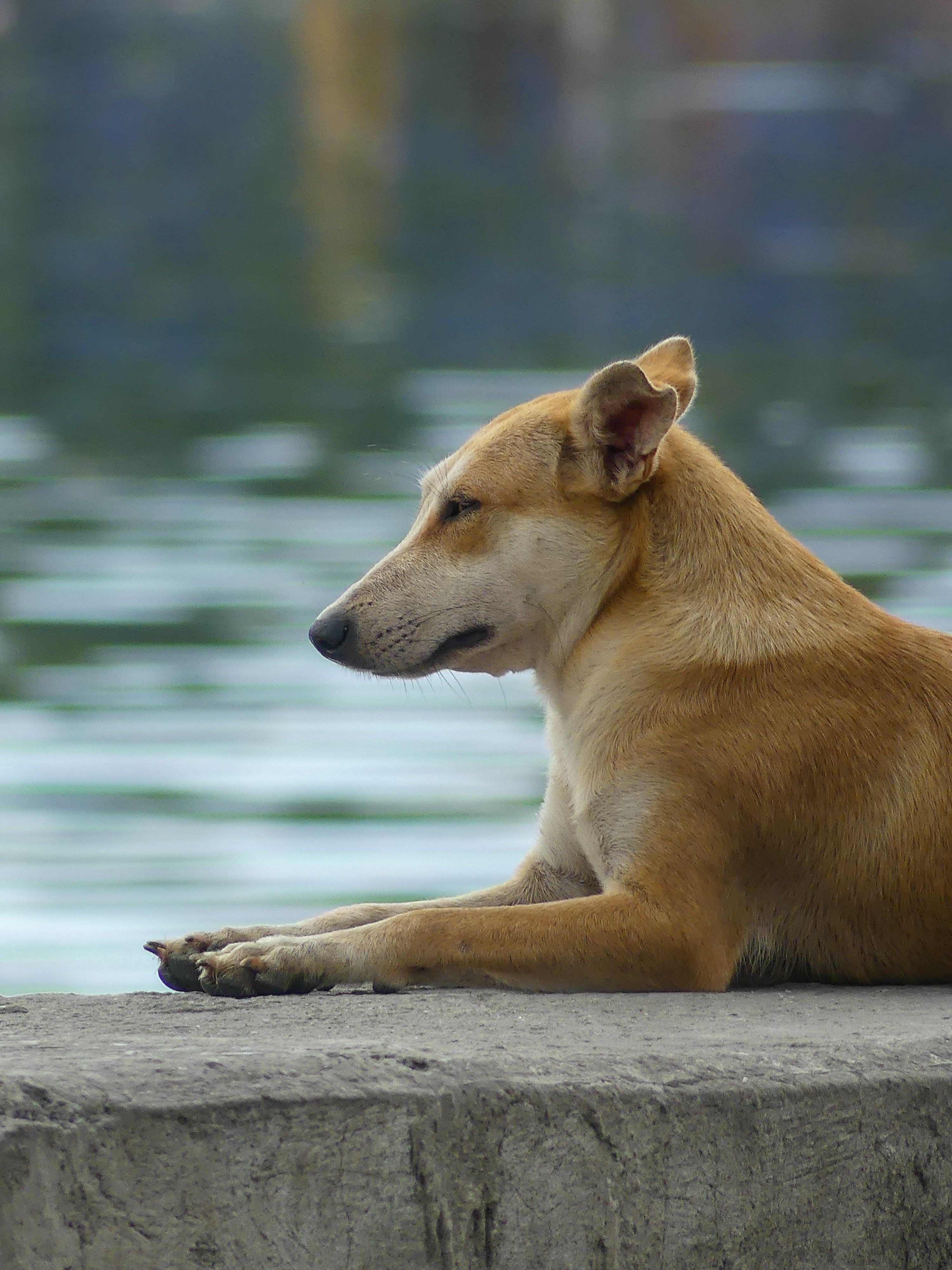 Quiet dog resting during a period of low appetite