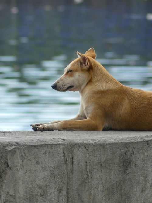 Free A calm dog relaxing on a concrete surface by the serene waterfront in Parañaque. Stock Photo