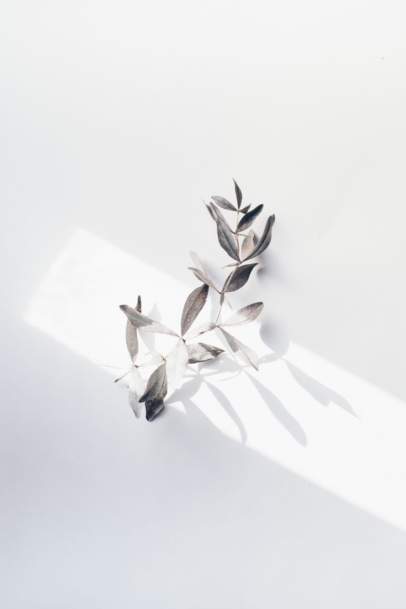 A simple branch with leaves casting shadows on a white surface in natural daylight.