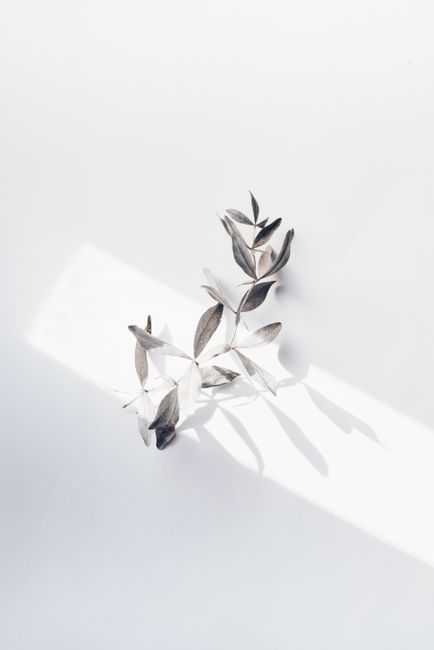 A simple branch with leaves casting shadows on a white surface in natural daylight.