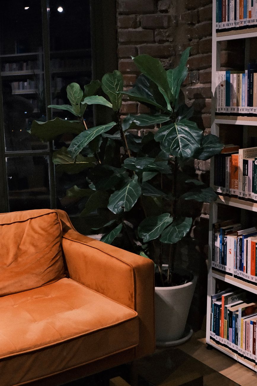 A cozy corner with a brown couch, leafy plant, and book-filled shelf in a dimly lit room.