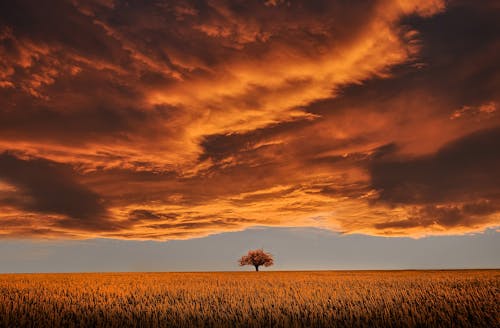 Free Brown Leafed Tree on Open Field Under White Clouds and Blue Sky Stock Photo