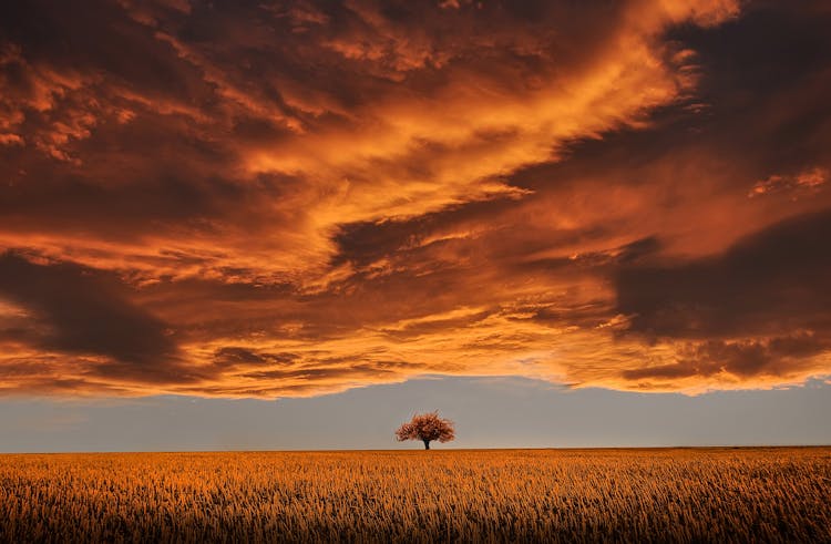 Brown Leafed Tree On Open Field Under White Clouds And Blue Sky