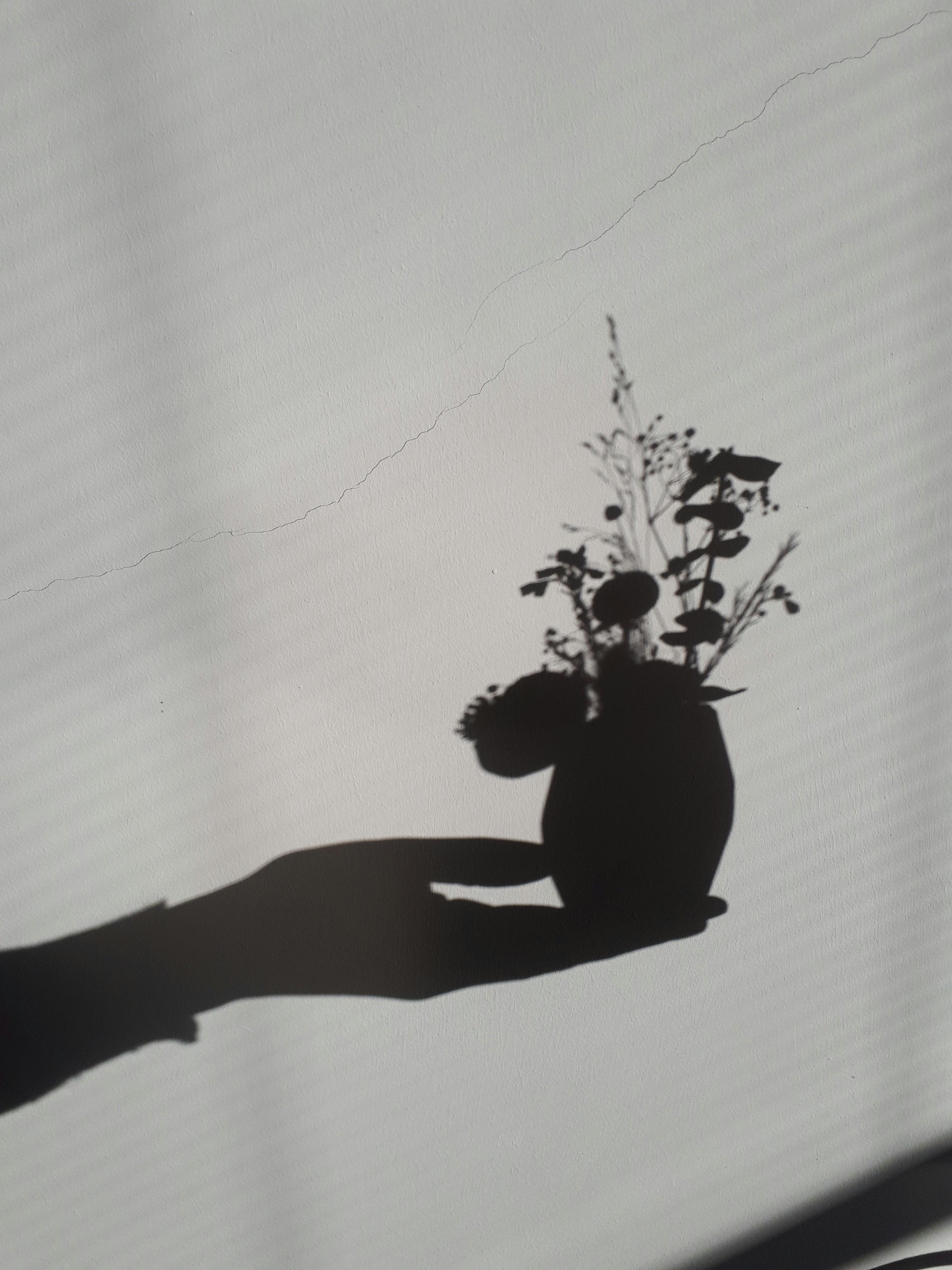 grátis Sombra artística de uma mão segurando um vaso de flores em uma parede. Foto profissional
