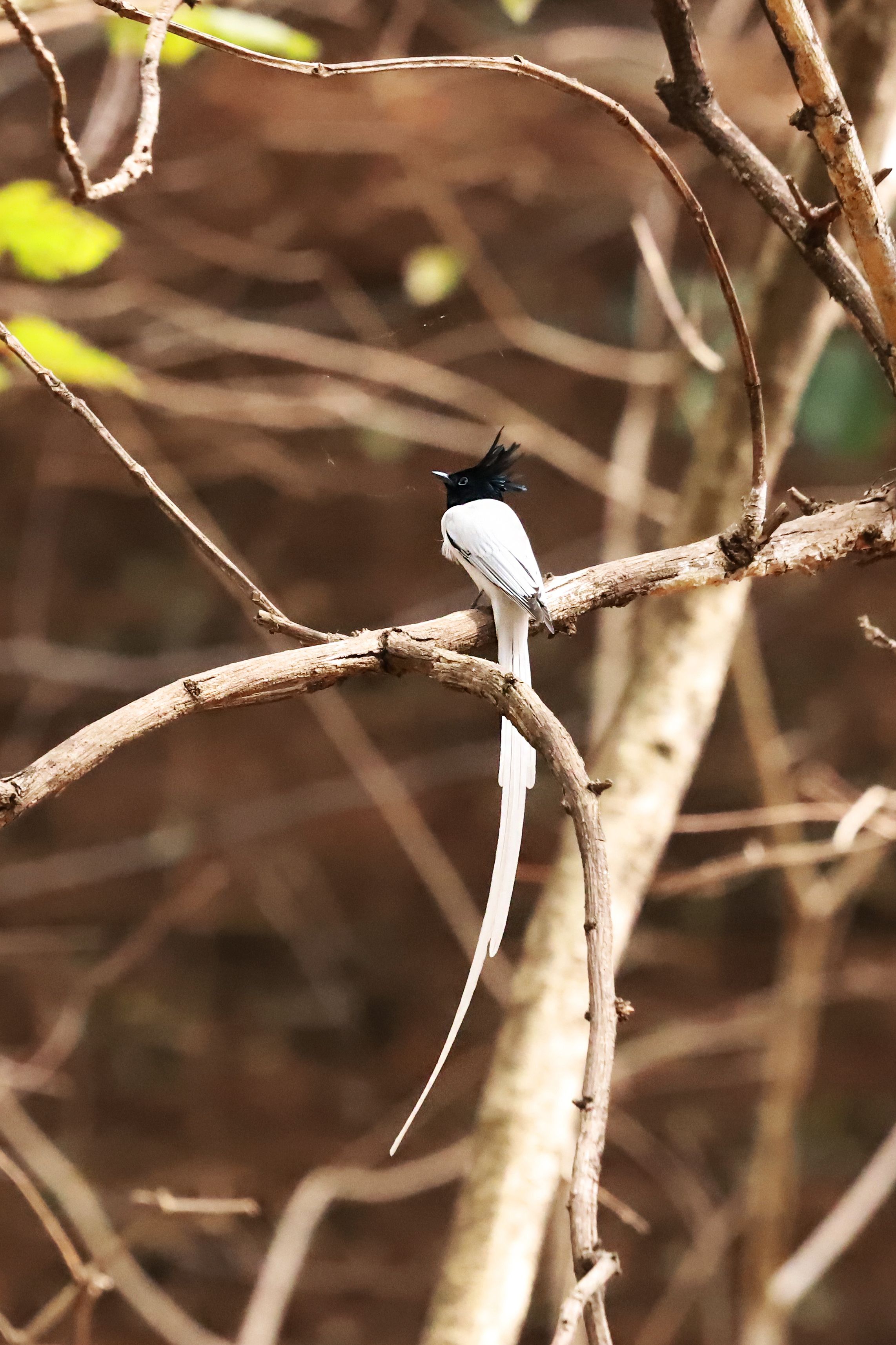 Papamoscas del paraíso asiático con cola larga posado en la rama de un árbol en su hábitat natural.