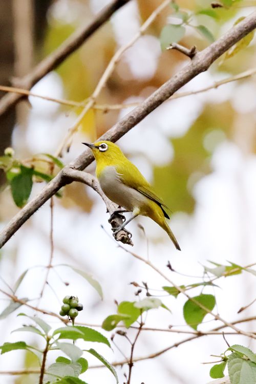 Free A vibrant Oriental White-eye bird sits on a branch in a lush forest scene. Stock Photo
