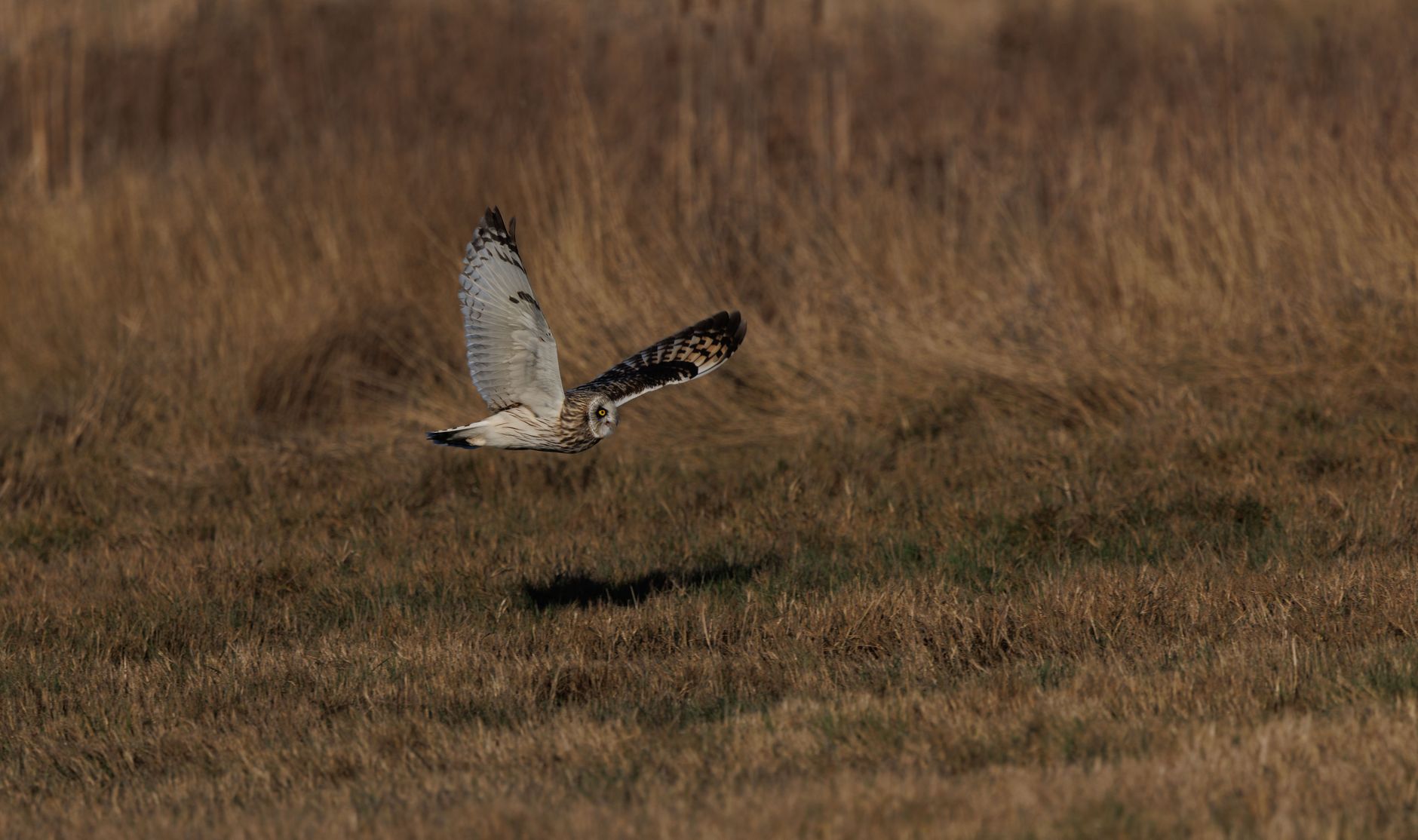 Short-eared owl gracefully flying over a grassy field, showcasing its wingspan.