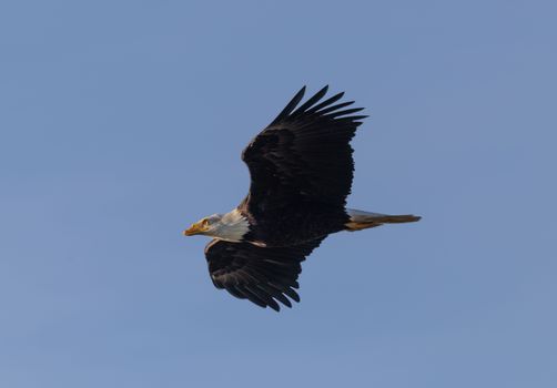 eagle photo