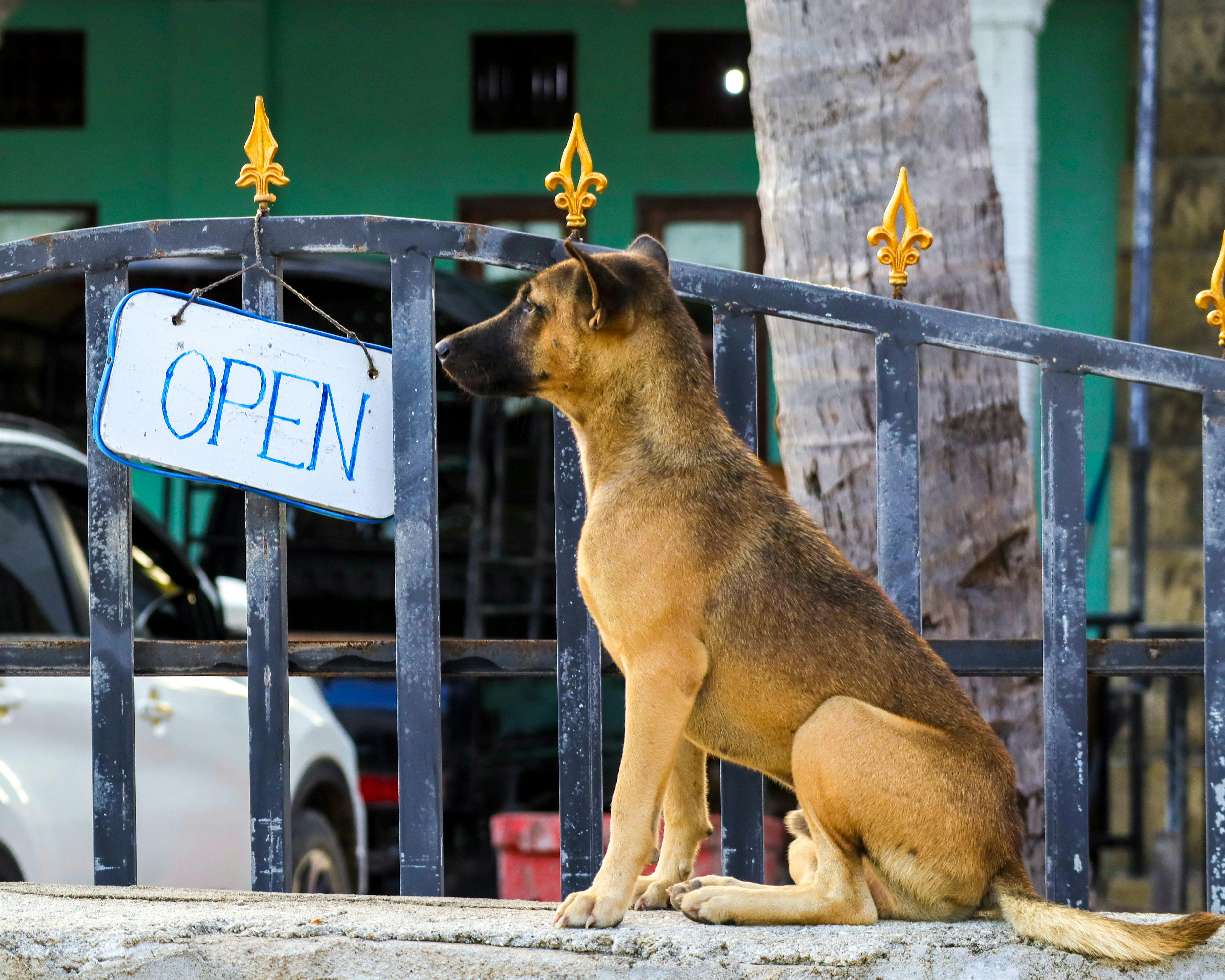 pet lifestyle store — Photo by arwin waworuntu on Pexels