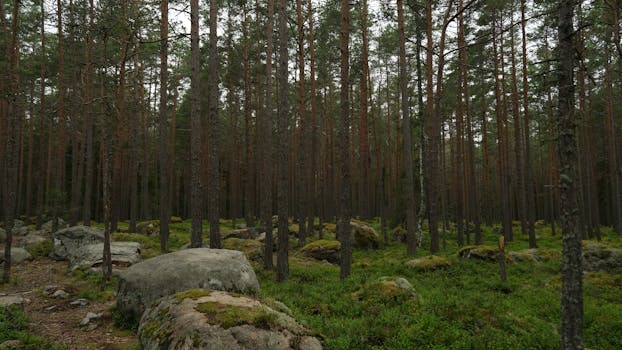 Serene view of a dense pine forest with scattered boulders.