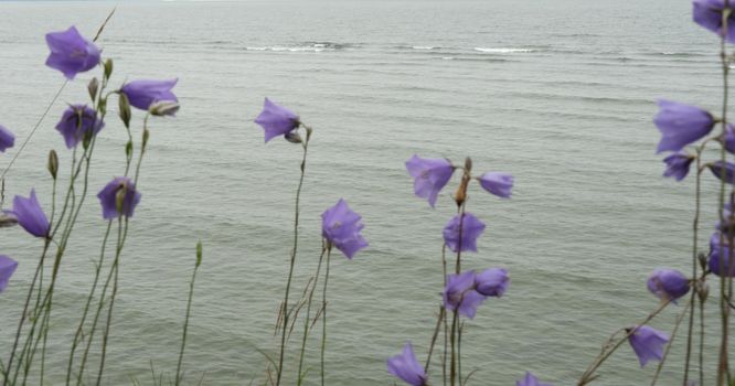 balloon flower bellflower violet