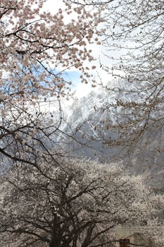 Beautiful spring blossoms with the backdrop of snow-capped mountains in Pakistan.