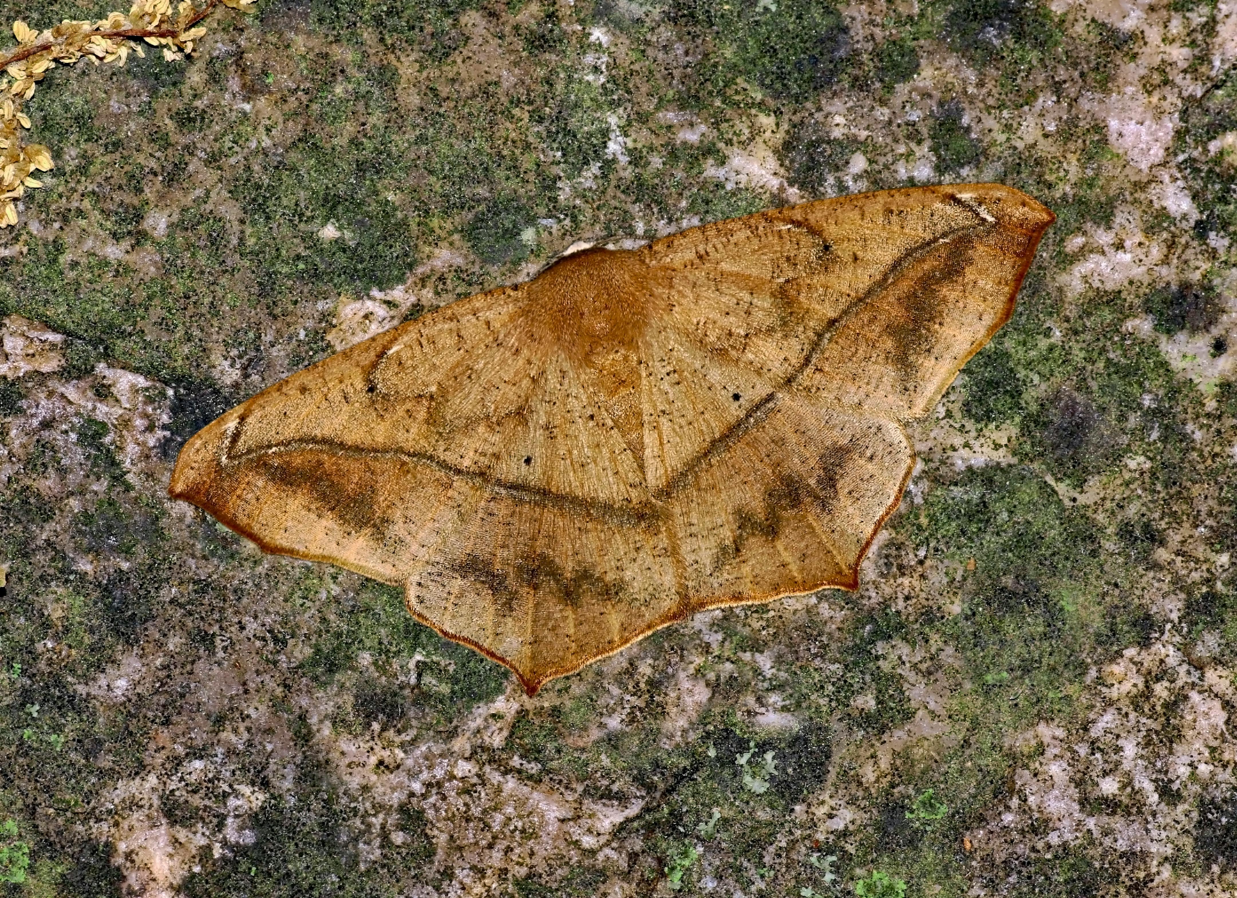 Close-up of a geometer moth blending perfectly with textured stone, showcasing natural camouflage.