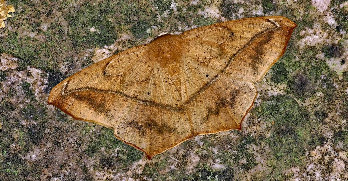 Festa della Sensa 2026: Venice’s Marriage to the Sea Ceremony 7 Close-up of a geometer moth blending perfectly with textured stone, showcasing natural camouflage.
