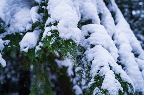 Základová fotografie zdarma na téma les, příroda, sníh