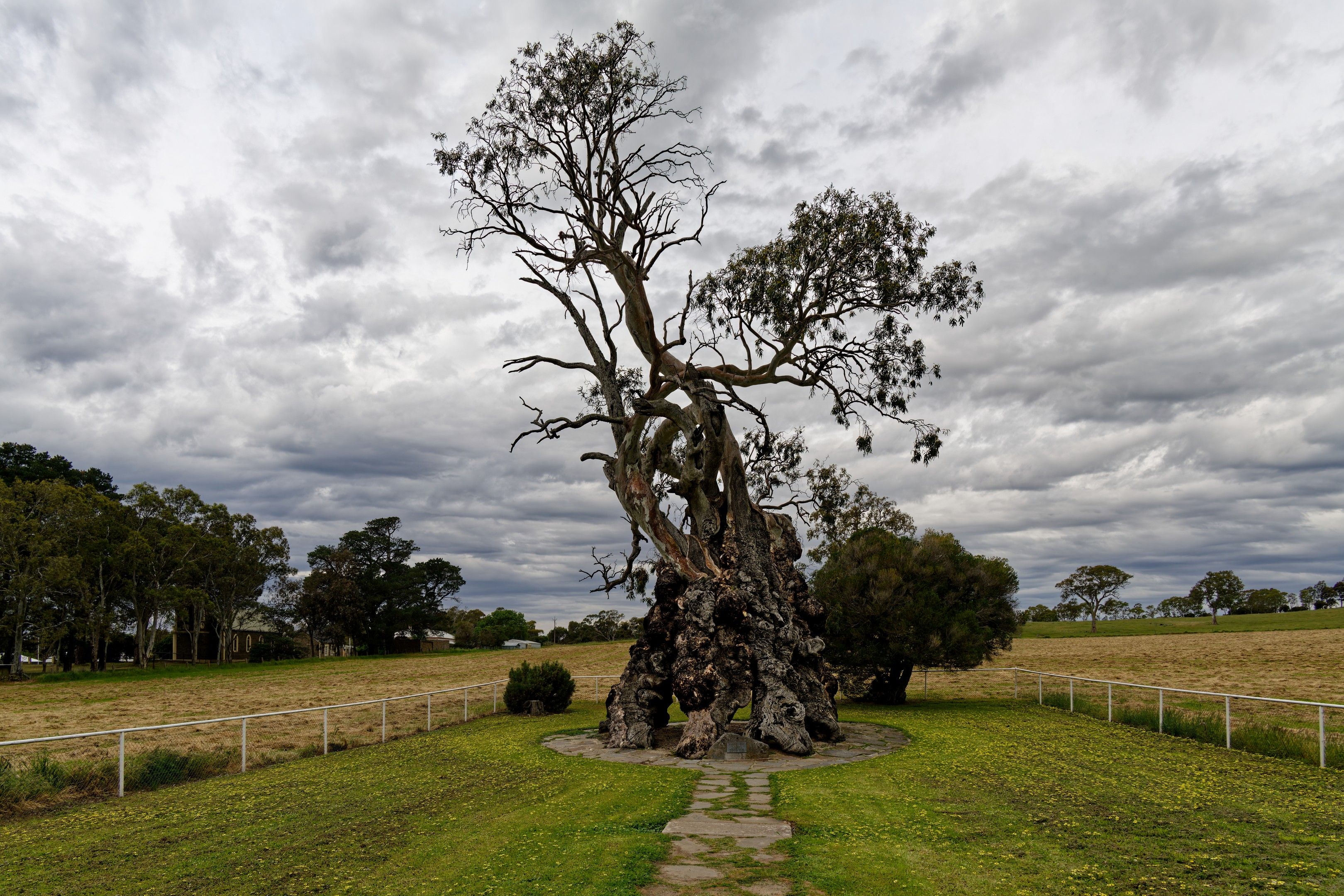 Ancient Centurion tree stands in a lush rural Australian field under dramatic skies.