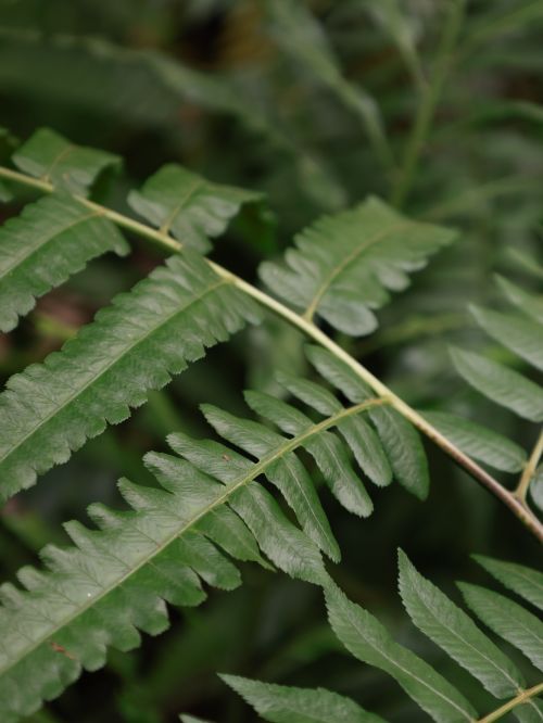 Free Detailed view of vibrant green fern leaves in Kunming's tropical environment. Stock Photo