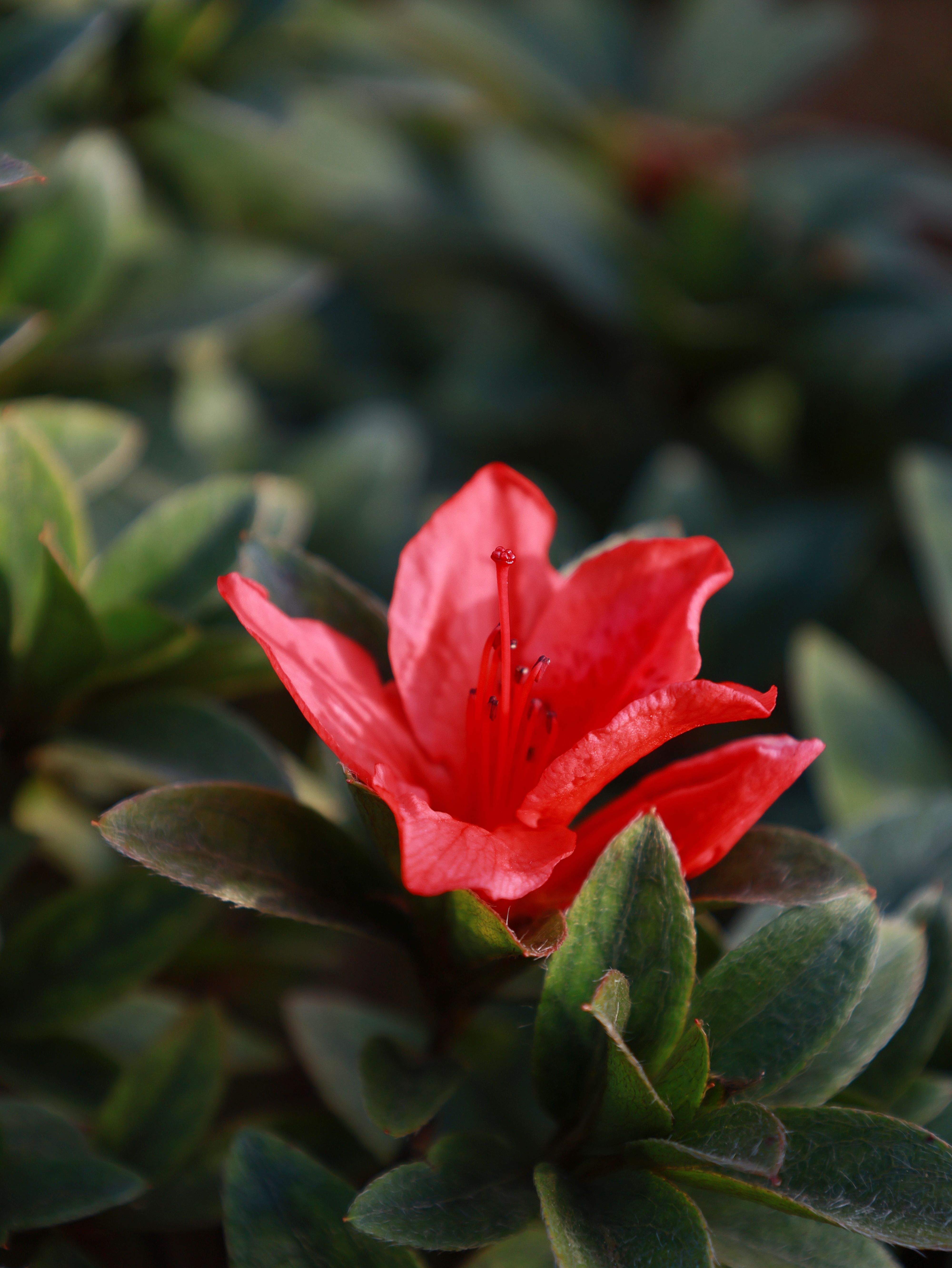 Vibrant Red Azalea Bloom in Kunming's Botanic Garden · Free Stock Photo