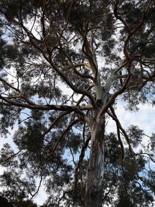Free A towering eucalyptus tree with spreading branches under a clear blue sky in Kunming, China. Stock Photo