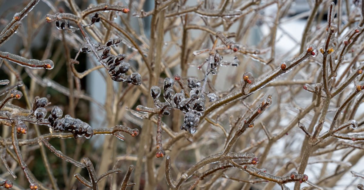 Gros plan sur des branches gelées et recouvertes de glace, révélant les textures complexes de l'hiver.