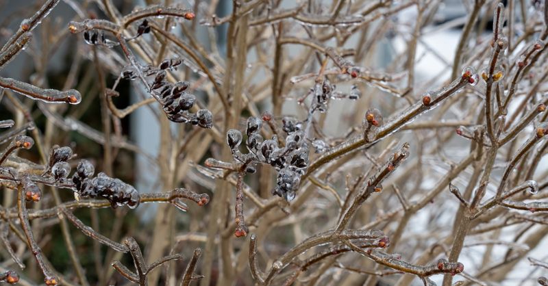 Saints de Glace : Guide Complet Jardinage