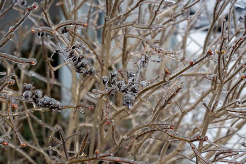 Free Close-up of frozen branches covered in ice, showcasing intricate winter textures. Stock Photo