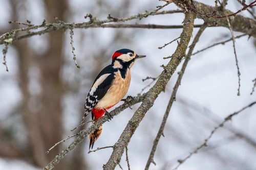 Free A Great Spotted Woodpecker perched on a bare tree branch during winter. Stock Photo