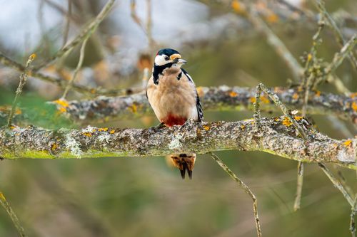 Free Great spotted woodpecker perched on a lichen-covered branch in a serene outdoor setting. Stock Photo