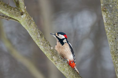 Free A Great Spotted Woodpecker perched on a tree branch during winter. Stock Photo