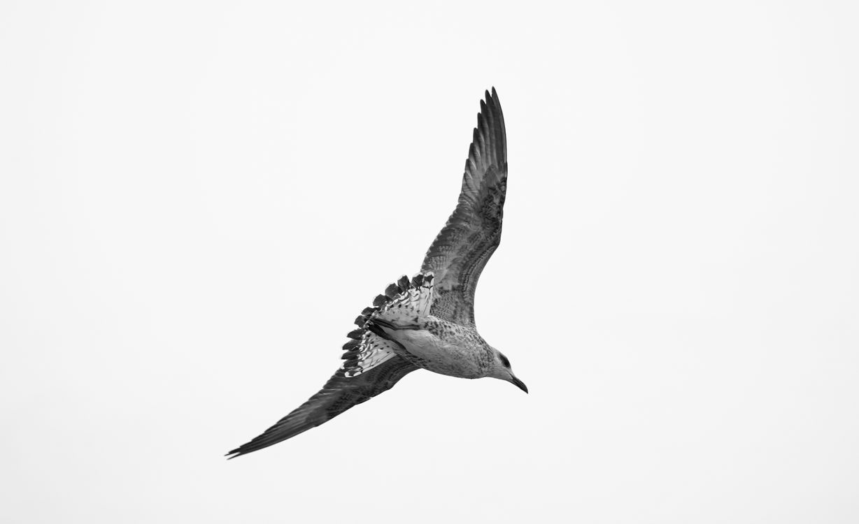 Black and White Seagull in Flight Overhead · Free Stock Photo
