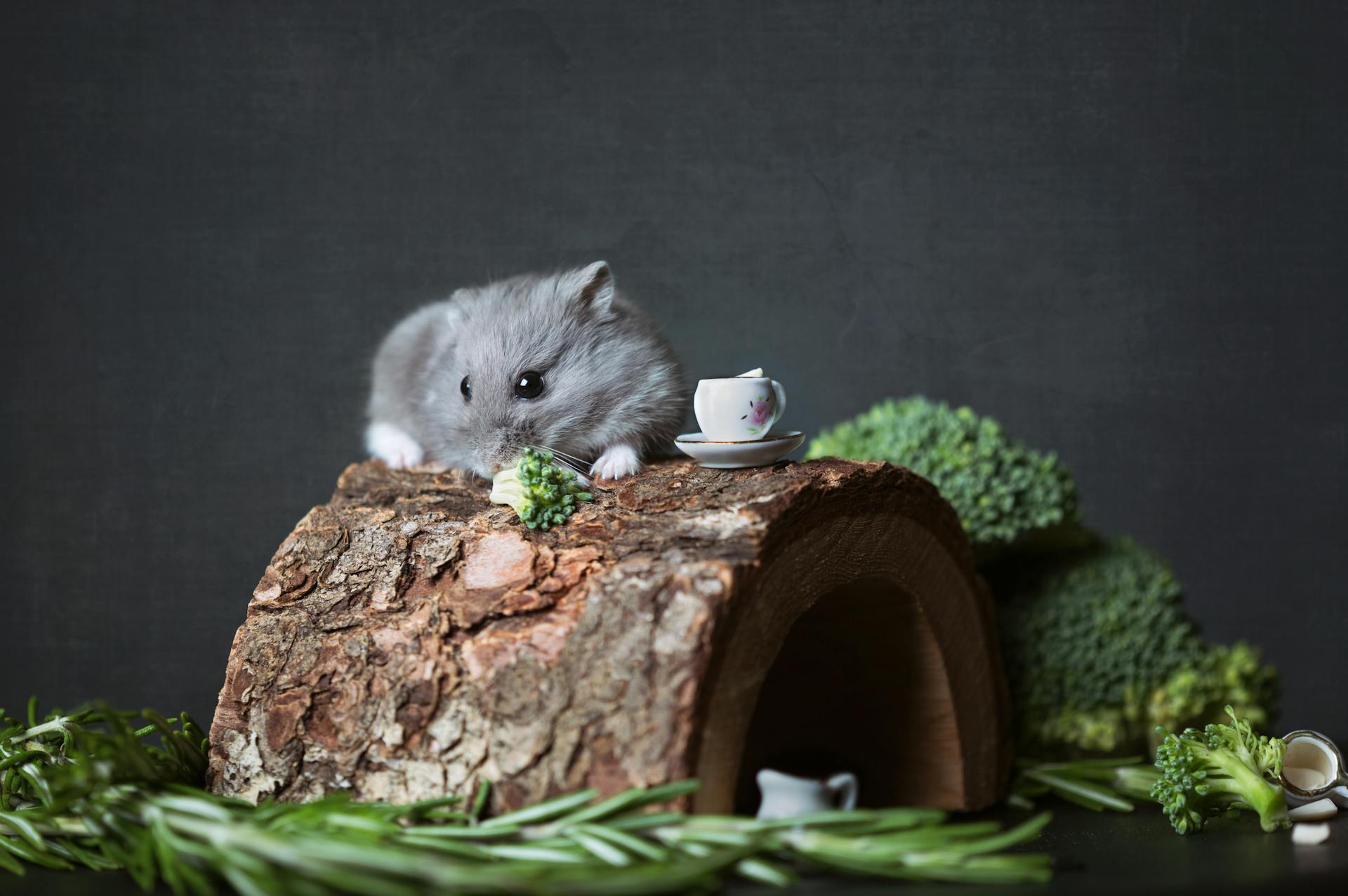 Close Up Photography of Hamster