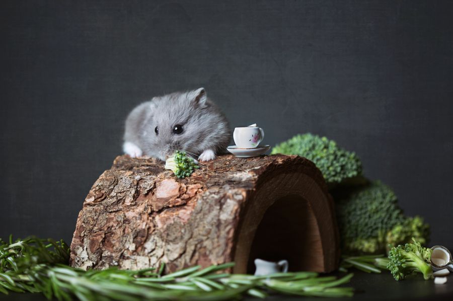 Hamster russe : caractère, rythme et besoins réels - 1