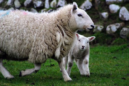 Free A ewe and lamb walking on a vibrant green farm pasture, displaying wool texture. Stock Photo
