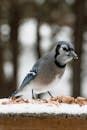 蓝鸦在雪地上吃着花生，背景是模糊的冬季森林