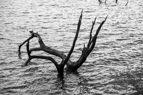 Free Black and white image of a dead tree submerged in water at Córdoba, Argentina, creating a stark contrast. Stock Photo