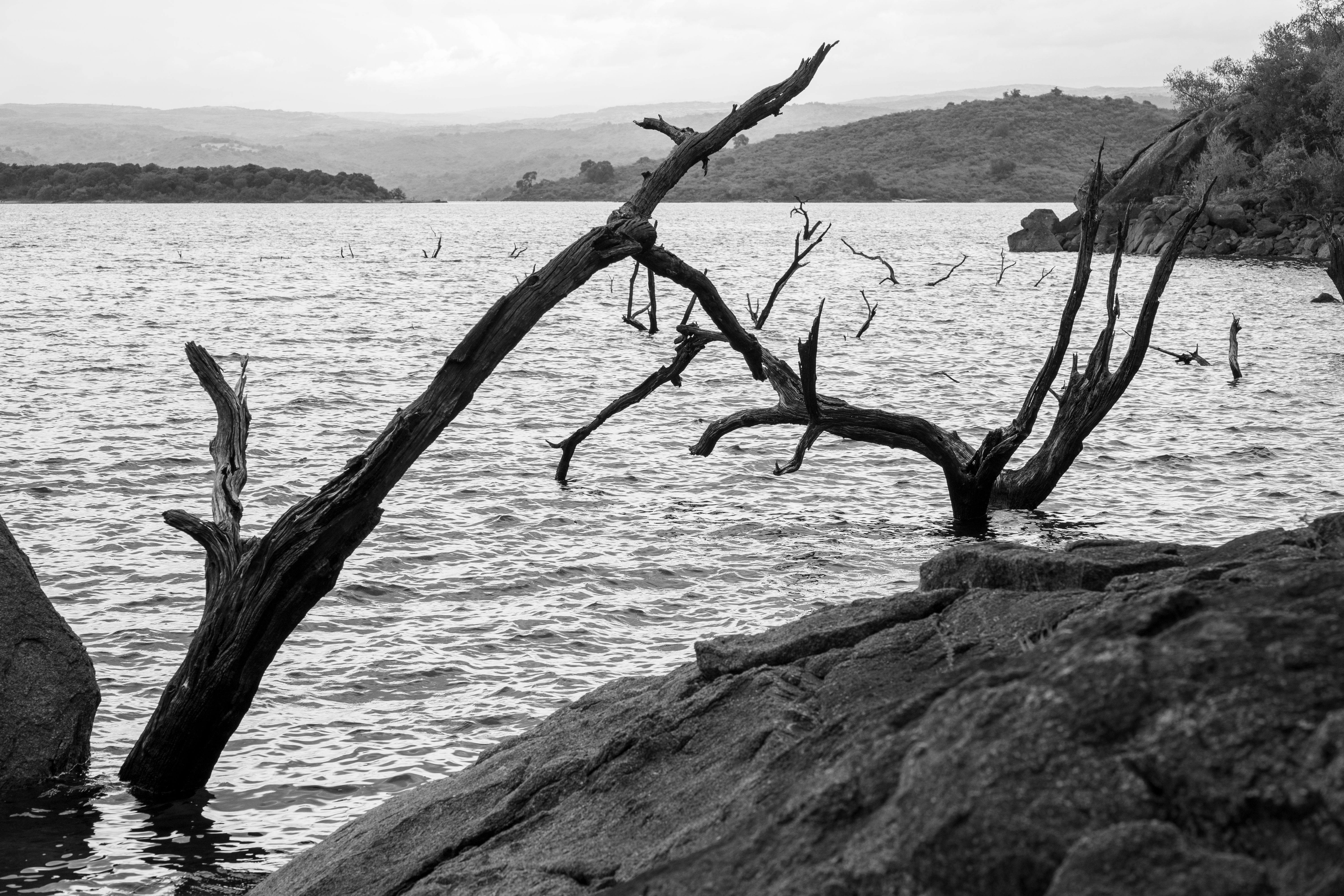 Monochrome View of Rocky Lake with Dead Trees · Free Stock Photo