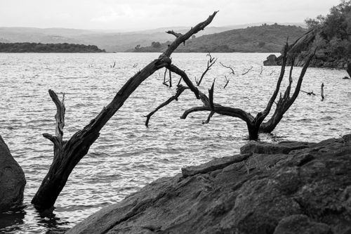 Free Black and white landscape of a lake in Córdoba, Argentina, with dry trees emerging from the water. Stock Photo