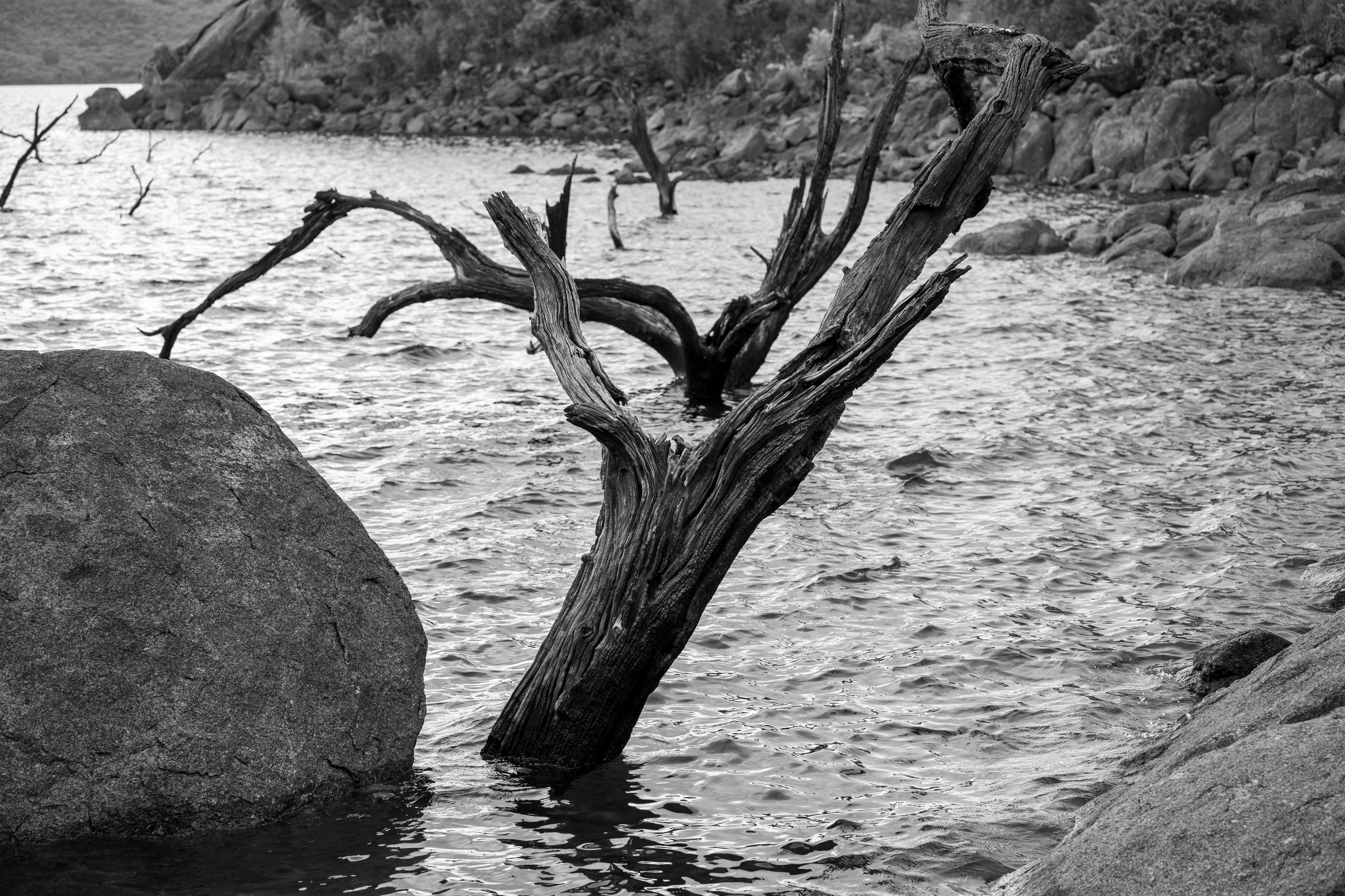 Monochrome View of Rocky Lake with Dead Trees · Free Stock Photo