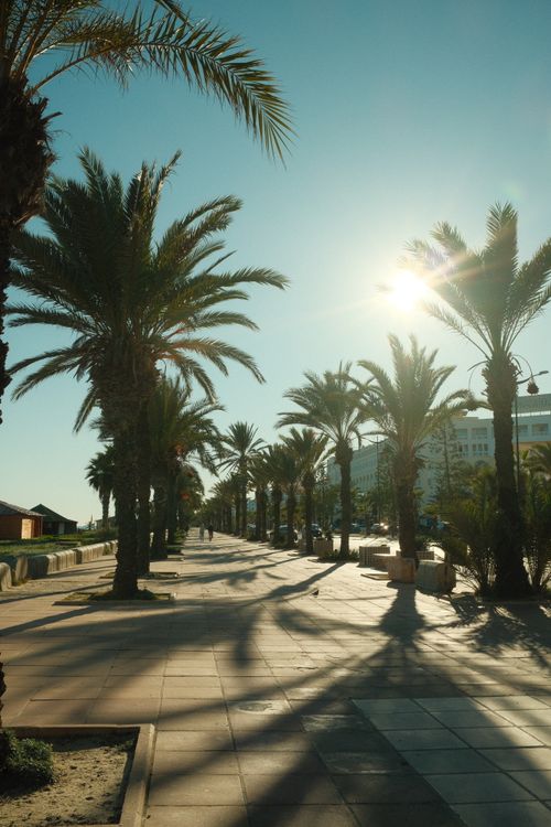 Free A sunny walkway lined with palm trees in Tunisia, casting long shadows on the pavement. Stock Photo