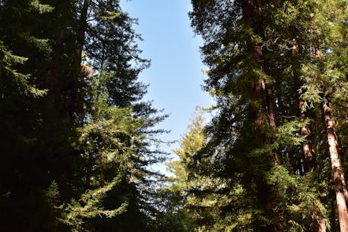 Free stock photo of forest, redwood, sunny Stock Photo