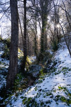 A tranquil winter forest with snow-covered ground and sunlight filtering through trees.