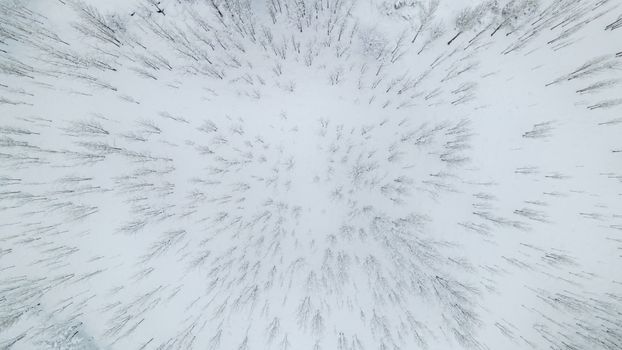 Aerial perspective of a dense forest covered in snow, showcasing bare winter trees.