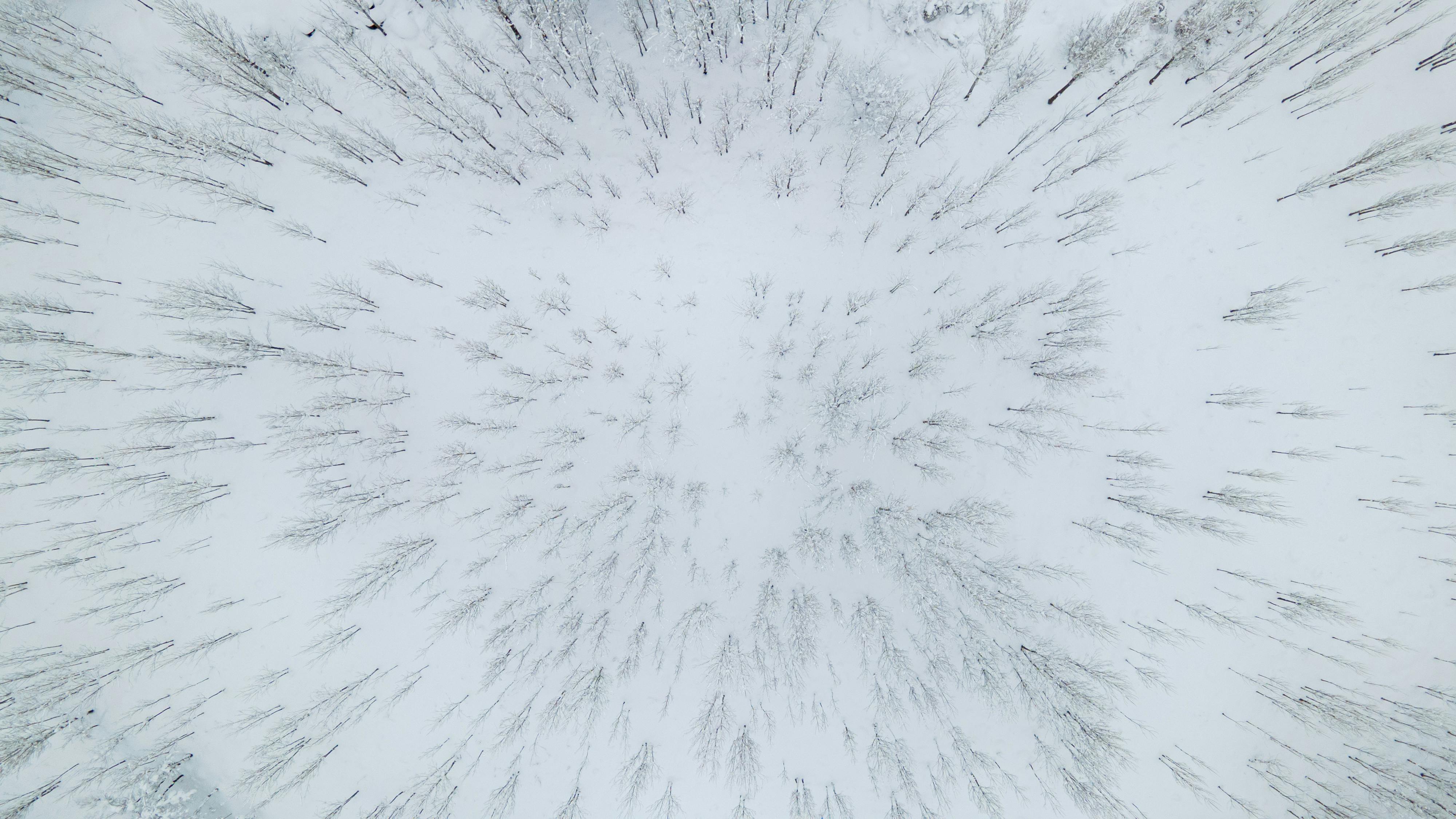 Free Aerial perspective of a dense forest covered in snow, showcasing bare winter trees. Stock Photo