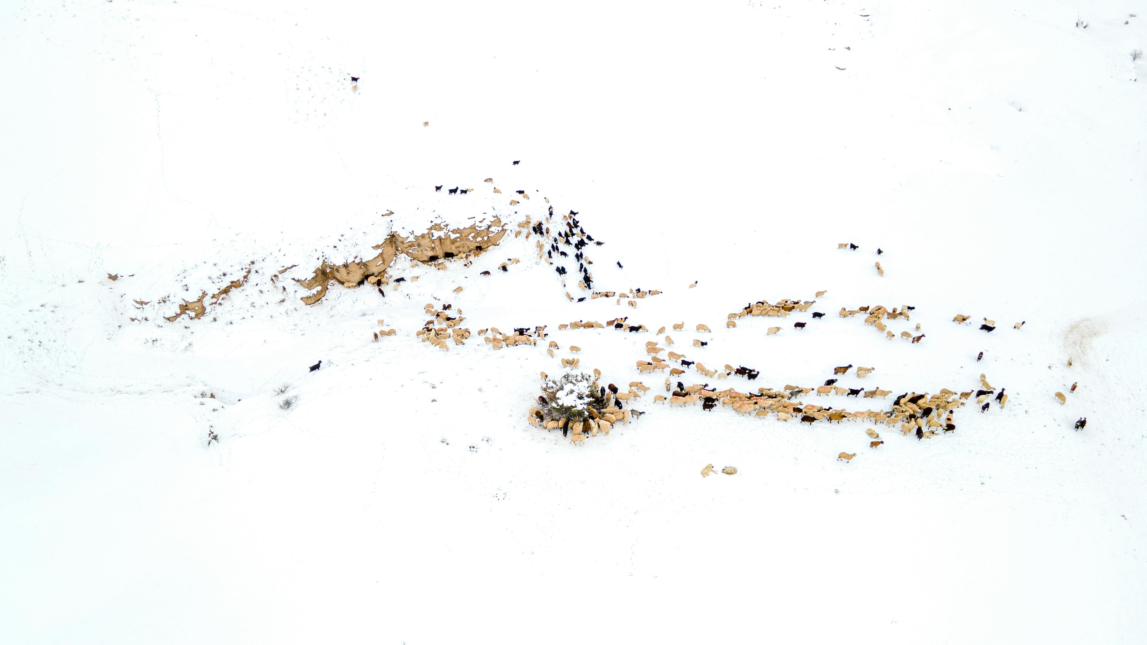 無料 ウシ, コールド, コントラストの無料の写真素材 写真素材