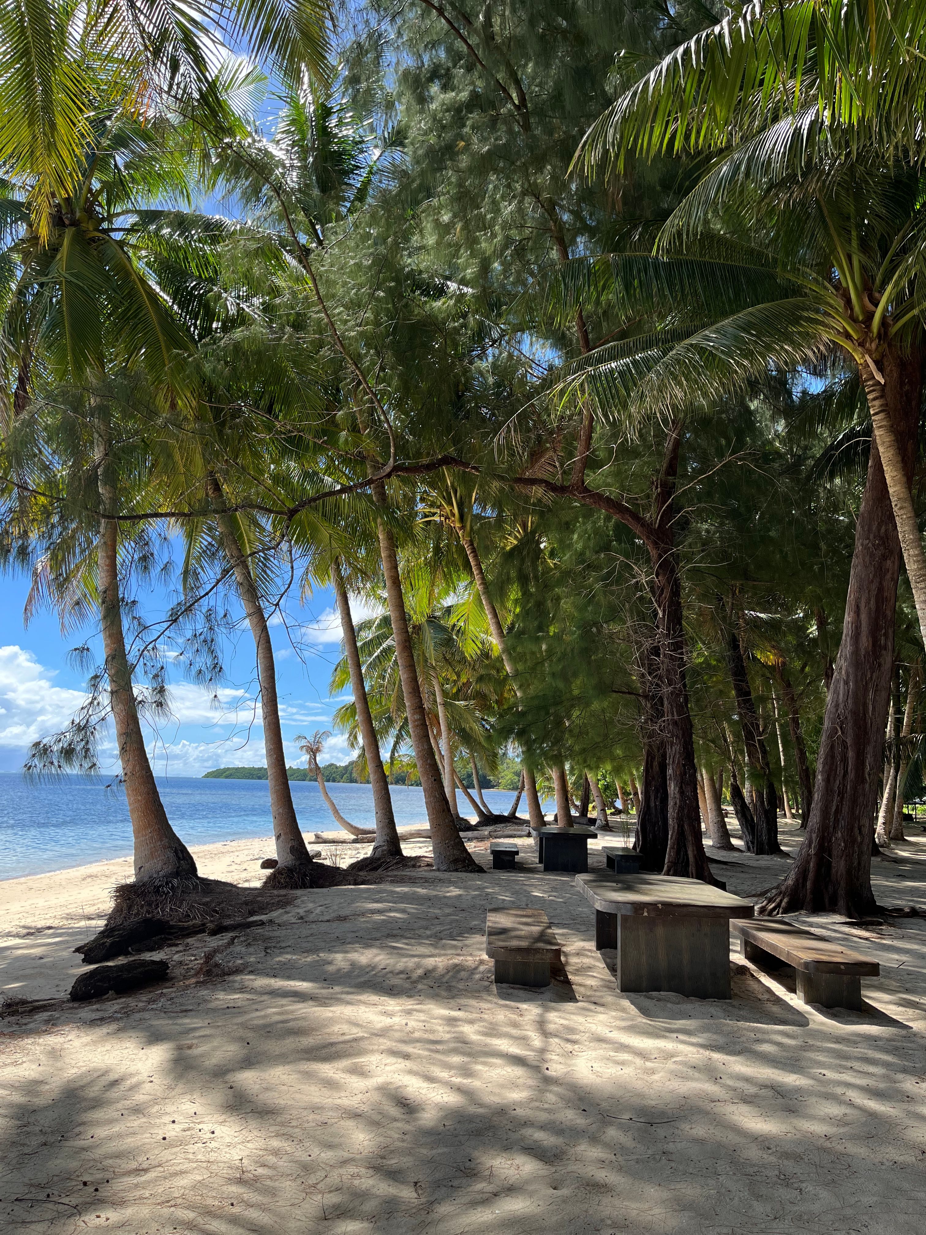 Sunny beach scene in Koror, Palau featuring lush palm trees and picnic tables under a clear blue sky.