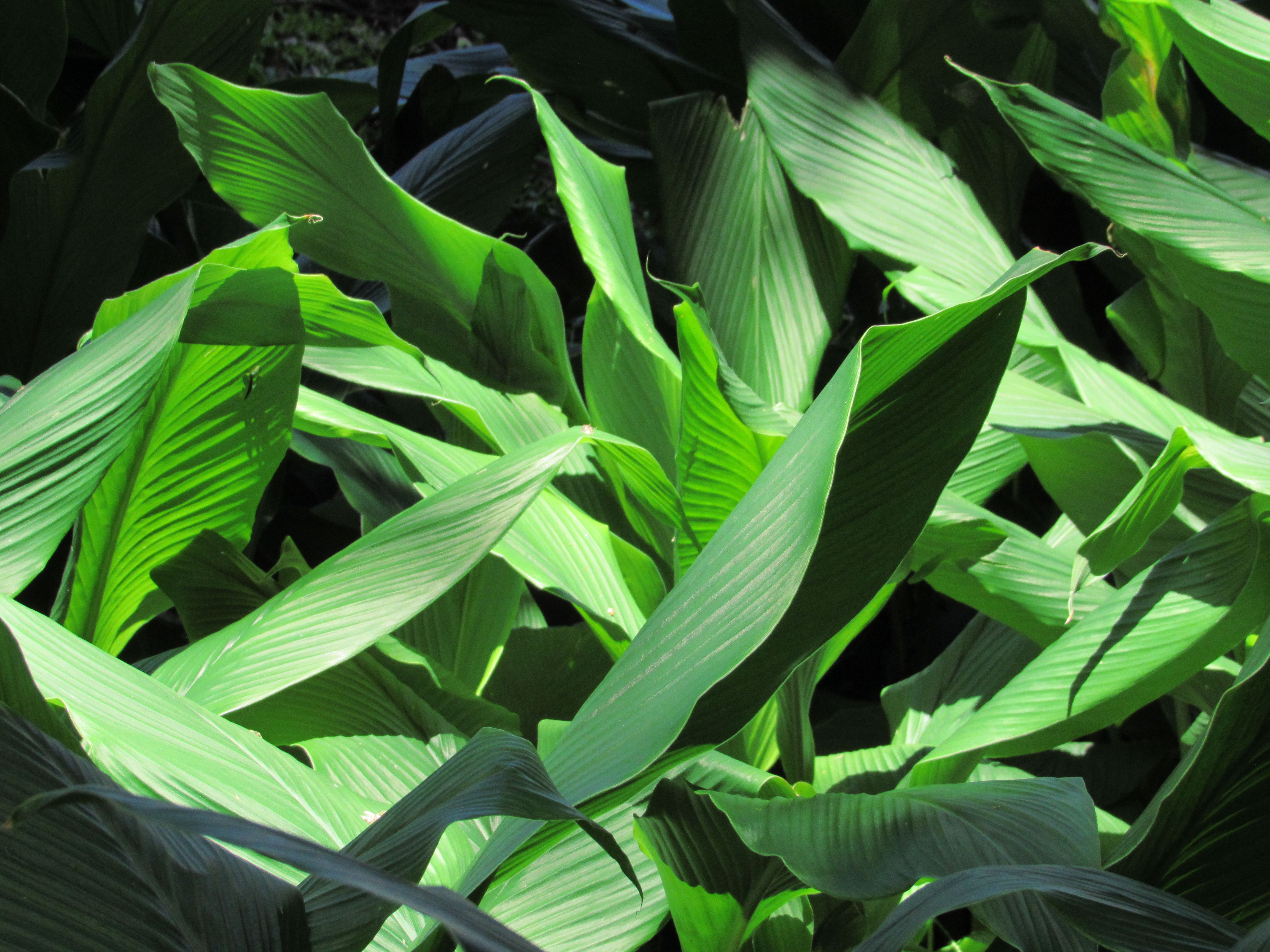 The Insulin Plant (Costus Igneus): Benefits, Side Effects, and Precautions for Diabetes Management in India