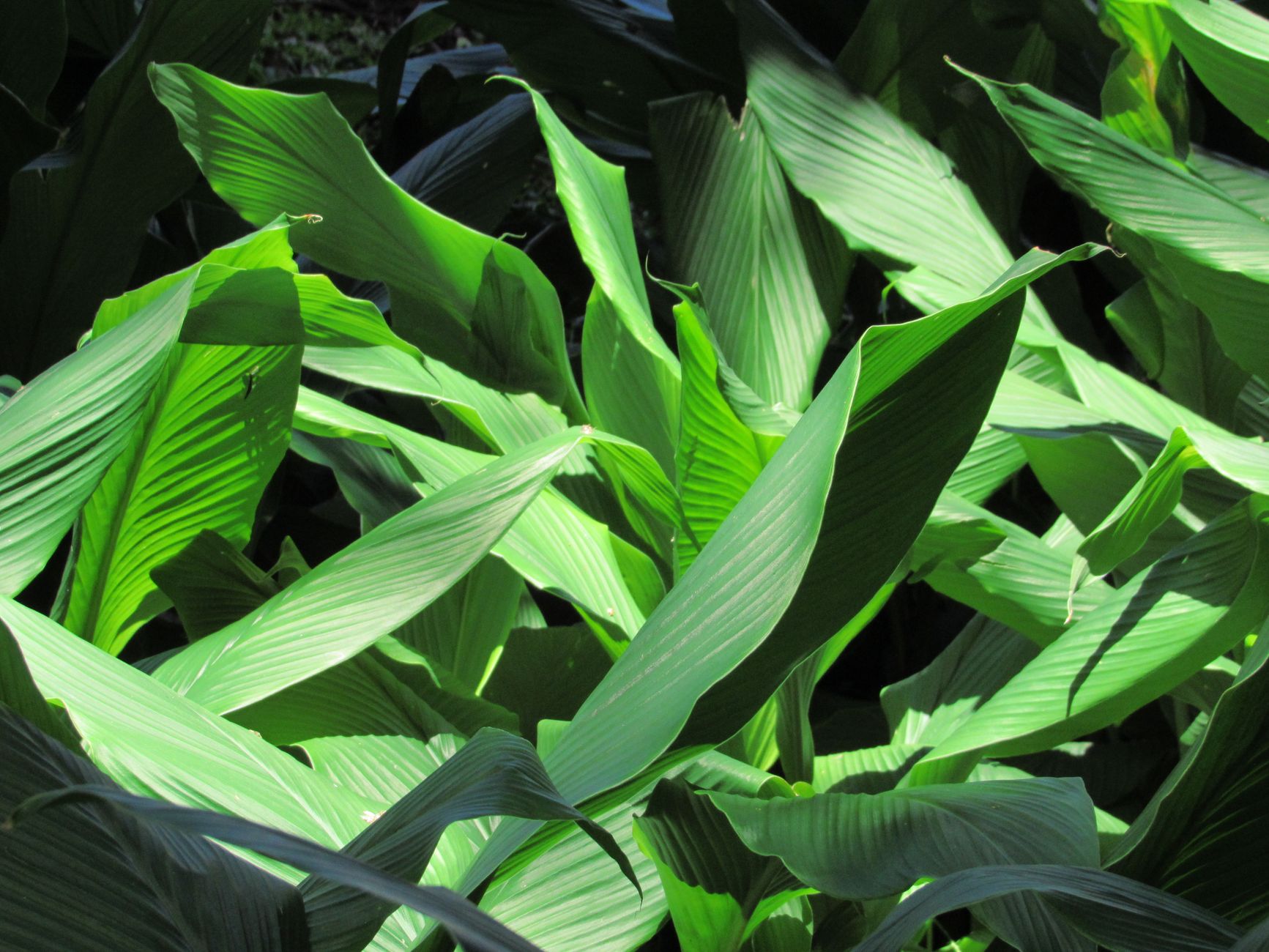 The Insulin Plant (Costus Igneus): Benefits, Side Effects, and Precautions for Diabetes Management in India