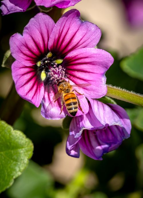 Free Close-up of a honeybee collecting nectar from a vibrant purple Malva flower, showcasing nature's pollination process. Stock Photo